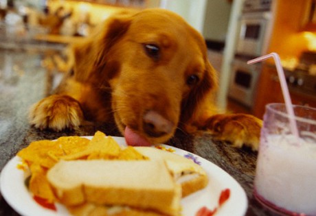 Dog Eating Sandwich Off Kitchen Counter