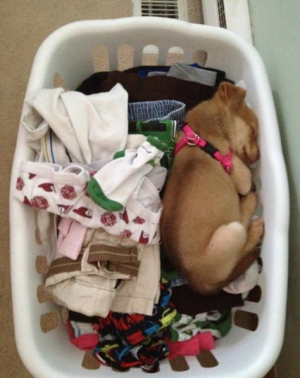 s-Maya-sleeping-in-the-laundry