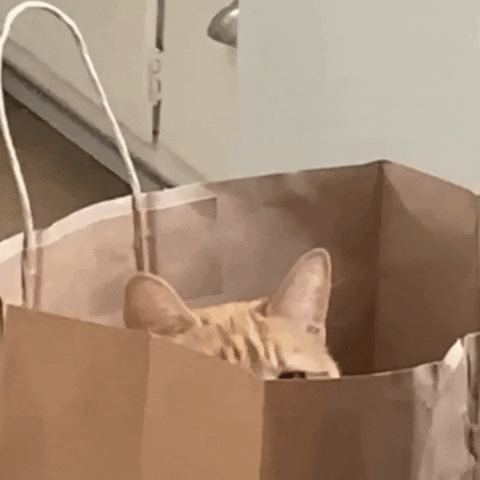 to let the cat out of the bag
