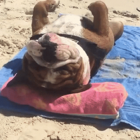 Como dizer "de frente pro mar" em inglês - inFlux blog - dog - beach - in the sun