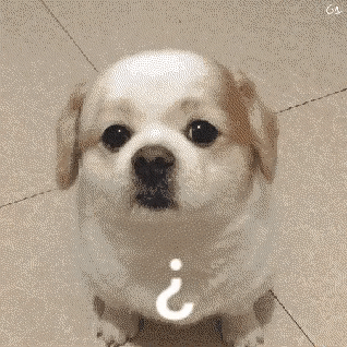 cachorro-em-espanhol

DESCRIÇÃO DE IMAGEM: Um cachorro pequeno de pelo branco está confuso. 